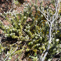 Phylica_nitida