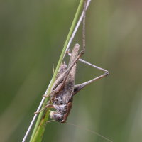 platycleis_albopunctata4bd