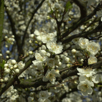 Prunus_cerasifera