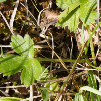 ranunculus_breyninus3md