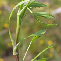 ranunculus_ophioglossifolius2md