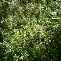 Ugni molinae (Goyavier du Chili, Ugni, Murtilla, Chilean guava)