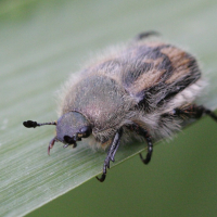 anisoplia_villosa3md (Anisoplia villosa)