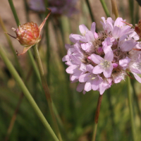 armeria_alliacea2md (Armeria alliacea)