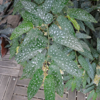 Begonia x albopicta (Bégonia bambou)