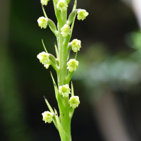 benthamia_latifolia2md (Benthamia latifolia)