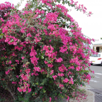 bougainvillea_glabra1bmd