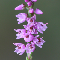 calluna_vulgaris2md (Calluna vulgaris)