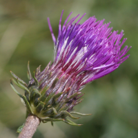 carduus_defloratus2bmd (Carduus defloratus)