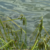 carex_pseudocyperus2md (Carex pseudocyperus)