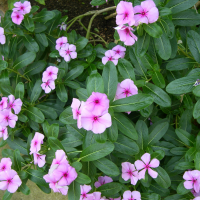 catharanthus_roseus1md