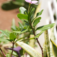 catharanthus_roseus3md (Catharanthus roseus)