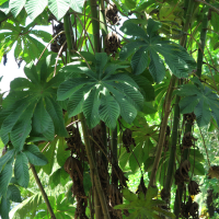 cecropia_obtusifolia3md (Cecropia obtusifolia)