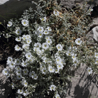 cerastium_tomentosum2md