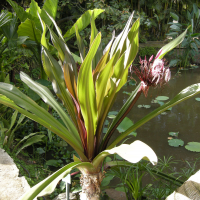 crinum_asiaticum3md