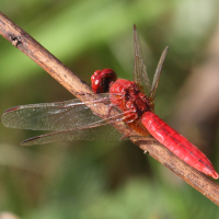 crocothemis_erythraea2bd