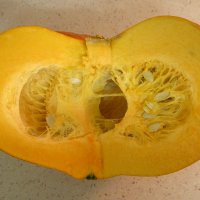 cucurbita_maxima7md (Cucurbita maxima)