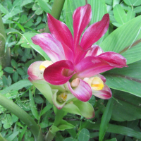 curcuma_zedoaria4bd (Curcuma zedoaria)