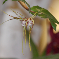 Dendrobium tetragonum (Dendrobium)