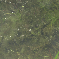 elodea_nuttallii3md (Elodea nuttallii)