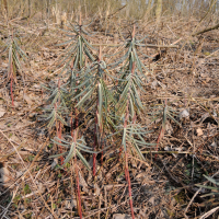 euphorbia_lathyris6md (Euphorbia lathyris)