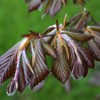 Fagus_sylvatica rubra