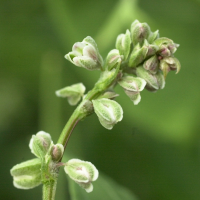 fallopia_convolvulus4md