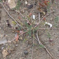 Hedysarum caput-gallii (Sainfoin tête-de-coq)