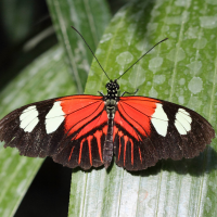 heliconius_melpomene2bd