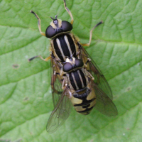 helophilus_pendulus5bd