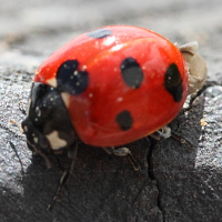 hippodamia_variegata3md