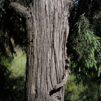 Juniperus oxycedrus (Genévrier oxycèdre ou cade)