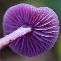 laccaria_amethystina3md