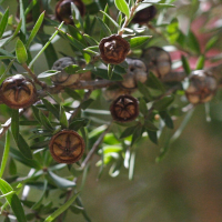 leptospermum_scoparium3md