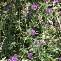 Medicago sativa ssp. sativa (Luzerne commune, luzerne cultivée)