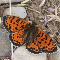 melitaea_didyma7md