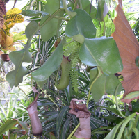 Nepenthes truncata (Népenthes)