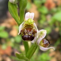 Ophrys apifera (Ophrys abeille)