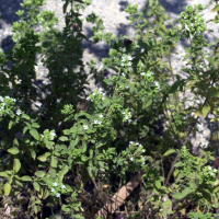 Origanum vulgare ssp. viridulum (Origan, Marjolaine bâtarde)