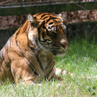 panthera_tigris_sumatrae2bd