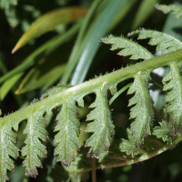 pedicularis_tuberosa3bd