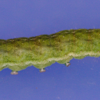 phlogophora_meticulosa_ch1md