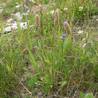 Phyteuma betonicifolium (Raiponce à feuilles de bétoine)