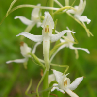 platanthera_bifolia2sd