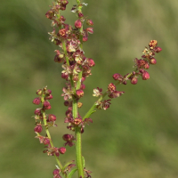 rumex_acetosella3md