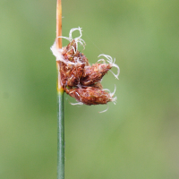 schoenoplectus_tabernaemontani2md (Schoenoplectus tabernaemontani)