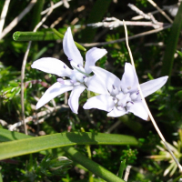 Scilla verna (Scille de printemps)