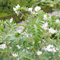 Solanum_sisymbriifolium (Solanum sisymbriifolium)
