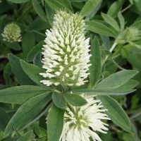 trifolium_pannonicum2md (Trifolium pannonicum)