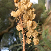 urginea_maritima4amd (Charybdis maritima)